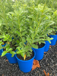 Kohuhu Green Glow (Pittosporum tenuifolium) - Ladybird Nursery