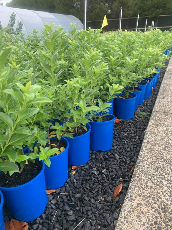 Kohuhu Green Glow (Pittosporum tenuifolium) - Ladybird Nursery