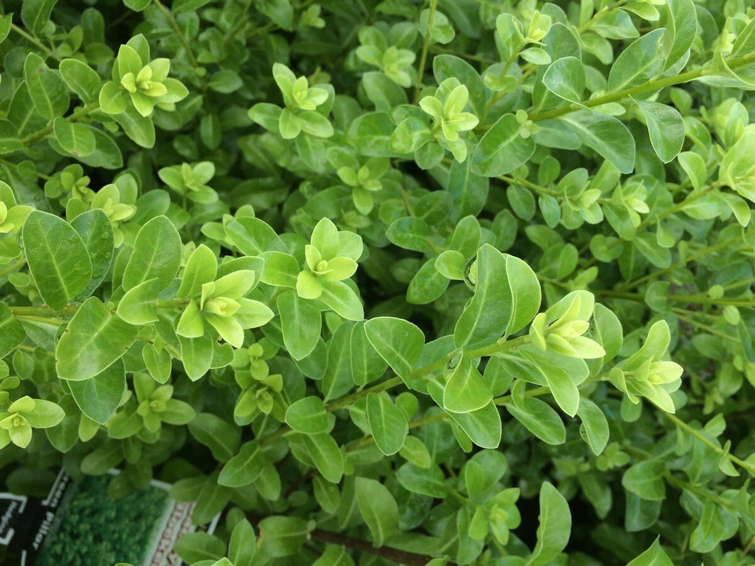 Kohuhu Green Glow (Pittosporum tenuifolium) - Ladybird Nursery