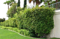 Kohuhu Green Pillar (Pittosporum tenuifolium) - Ladybird Nursery