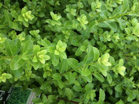 Kohuhu Green Pillar (Pittosporum tenuifolium) - Ladybird Nursery