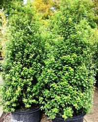 Kohuhu Green Pillar (Pittosporum tenuifolium)