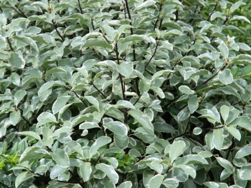 Kohuhu Hole in One (Pittosporum tenuifolium)