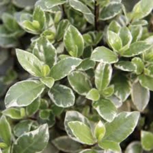 Kohuhu Hole in One (Pittosporum tenuifolium)