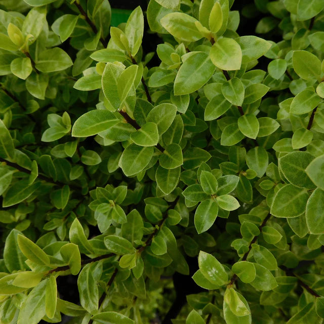 Kohuhu Hole in One (Pittosporum tenuifolium)