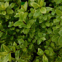 Kohuhu Hole in One (Pittosporum tenuifolium)