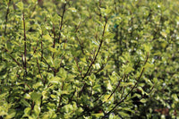 Kohuhu Ivory Pillar (Pittosporum tenuifolium) - Ladybird Nursery
