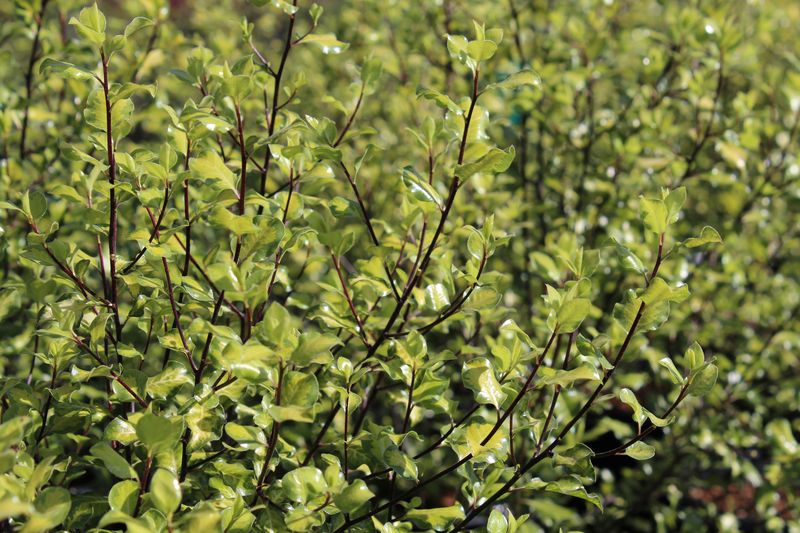 Kohuhu Ivory Pillar (Pittosporum tenuifolium) - Ladybird Nursery