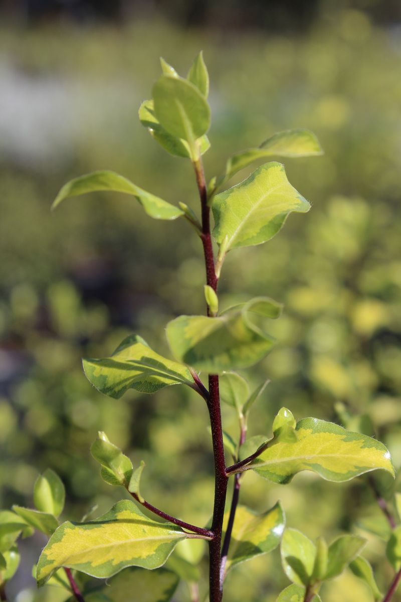 Kohuhu Ivory Pillar (Pittosporum tenuifolium)