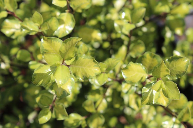 Kohuhu Ivory Pillar (Pittosporum tenuifolium) - Ladybird Nursery