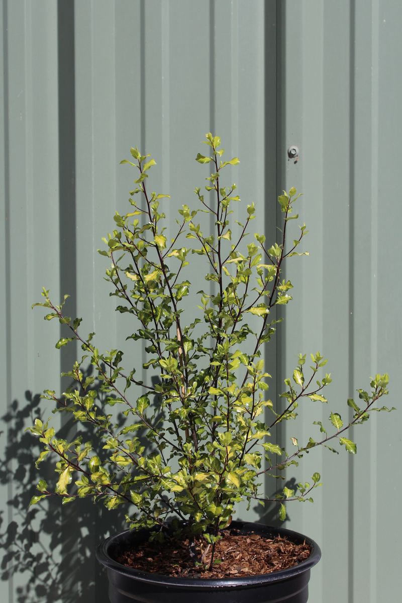Kohuhu Ivory Pillar (Pittosporum tenuifolium) - Ladybird Nursery
