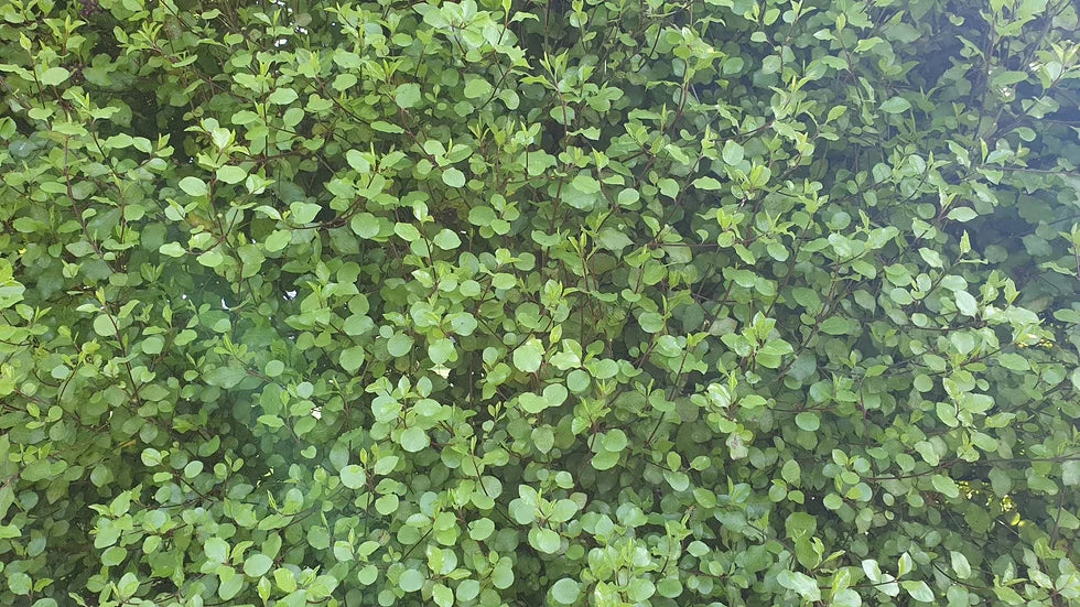 Kohuhu James Stirling (Pittosporum tenuifolium)