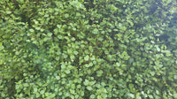 Kohuhu James Stirling (Pittosporum tenuifolium) - Ladybird Nursery