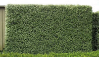 Kohuhu James Stirling (Pittosporum tenuifolium) - Ladybird Nursery