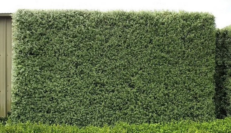 Kohuhu James Stirling (Pittosporum tenuifolium) - Ladybird Nursery