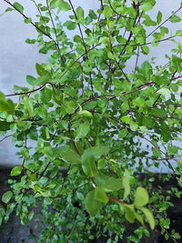 Kohuhu James Stirling (Pittosporum tenuifolium)
