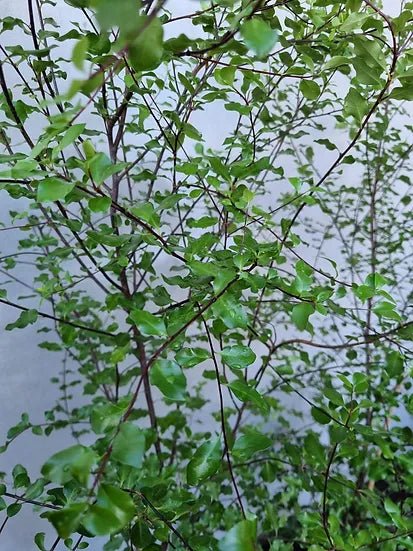 Kohuhu James Stirling (Pittosporum tenuifolium) - Ladybird Nursery