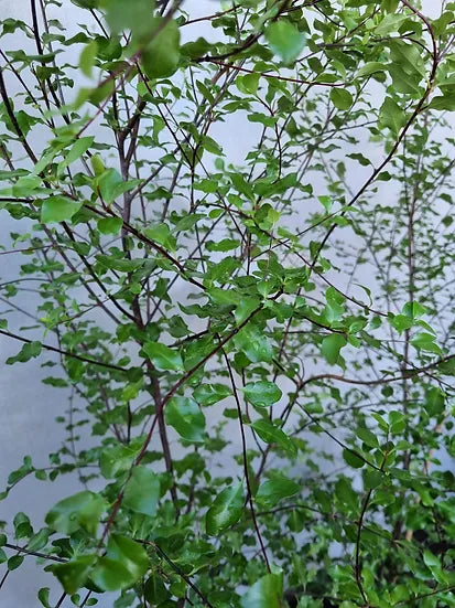 Kohuhu James Stirling (Pittosporum tenuifolium)