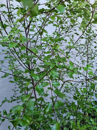 Kohuhu James Stirling (Pittosporum tenuifolium)