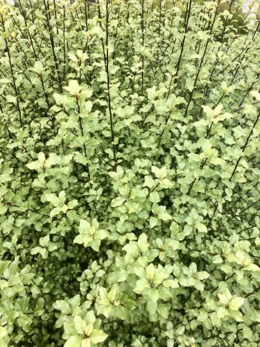 Kohuhu Screen Between (Pittosporum tenuifolium)