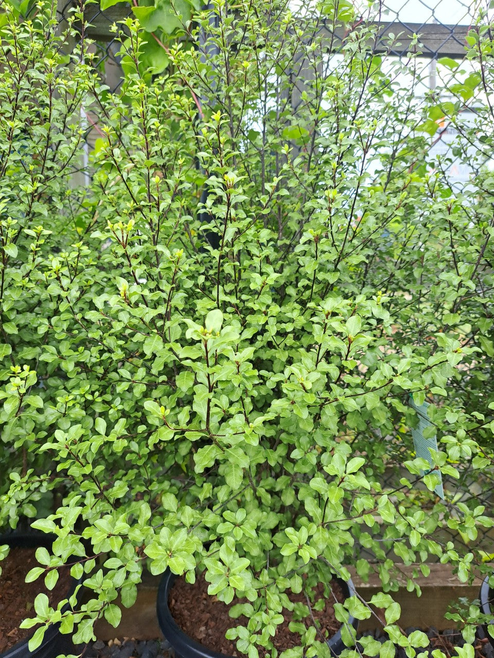 Kohuhu Screen Between (Pittosporum tenuifolium)