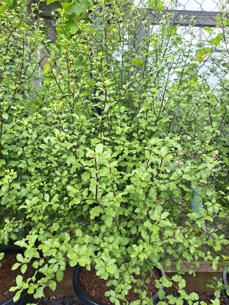 Kohuhu Screen Between (Pittosporum tenuifolium) - Ladybird Nursery