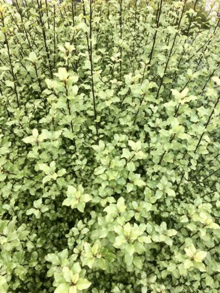 Kohuhu Screen Between (Pittosporum tenuifolium) - Ladybird Nursery