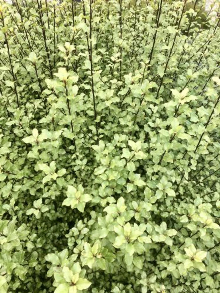 Kohuhu Screen Between (Pittosporum tenuifolium)