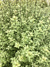 Kohuhu Screen Between (Pittosporum tenuifolium)