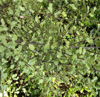 Kohuhu Screen Between (Pittosporum tenuifolium)