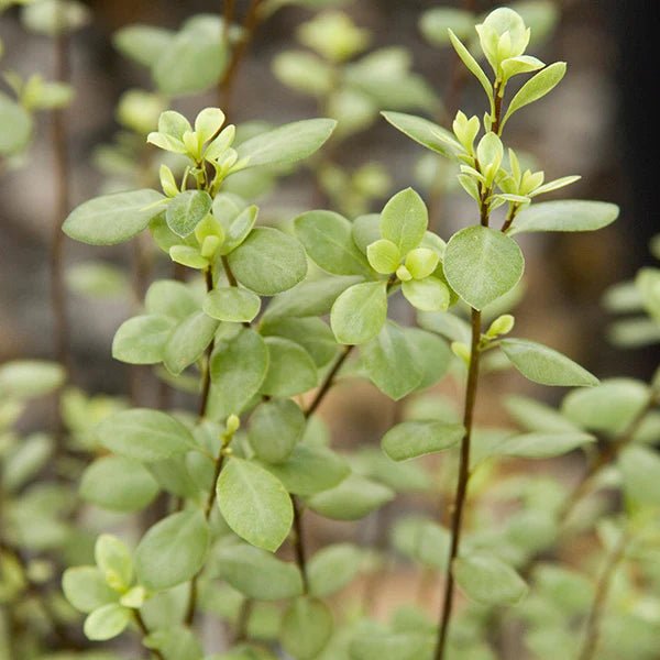 Kohuhu Silver Sheen (Pittosporum tenuifolium) - Ladybird Nursery