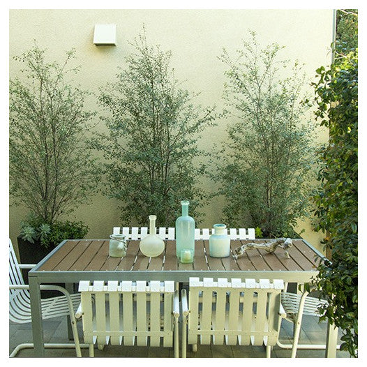 Kohuhu Silver Sheen (Pittosporum tenuifolium)