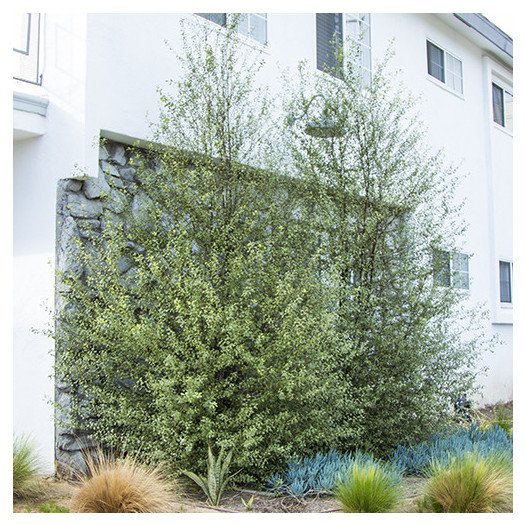 Kohuhu Silver Sheen (Pittosporum tenuifolium) - Ladybird Nursery