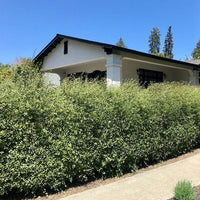 Kohuhu Silver Sheen (Pittosporum tenuifolium)