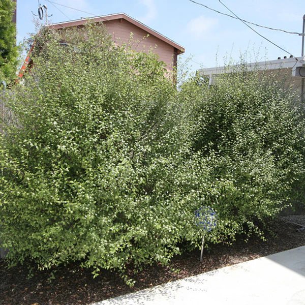 Kohuhu Silver Sheen (Pittosporum tenuifolium) - Ladybird Nursery