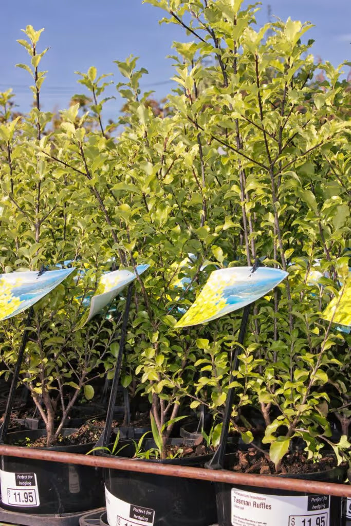 Kohuhu Tasman Ruffles (Pittosporum tenuifolium)