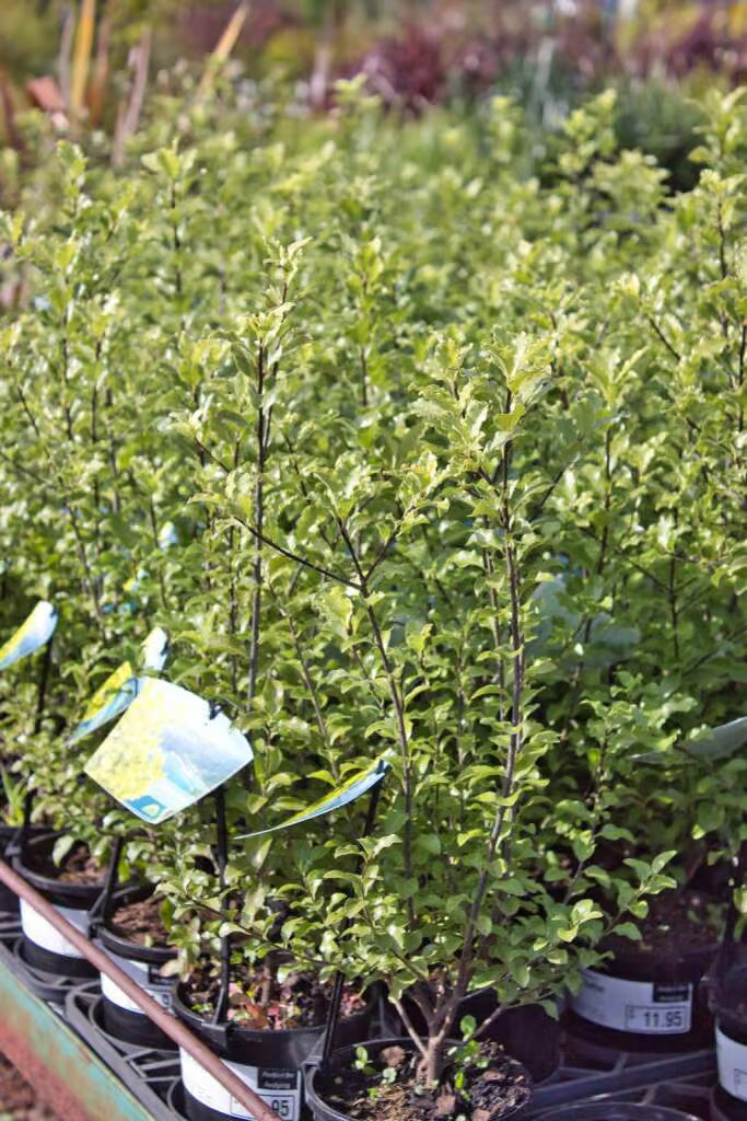 Kohuhu Tasman Ruffles (Pittosporum tenuifolium)