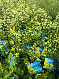 Kohuhu Tasman Ruffles (Pittosporum tenuifolium)