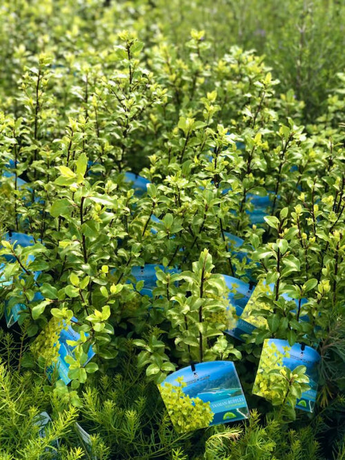 Kohuhu Tasman Ruffles (Pittosporum tenuifolium)