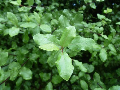 Kohuhu Tasman Ruffles (Pittosporum tenuifolium) - Ladybird Nursery