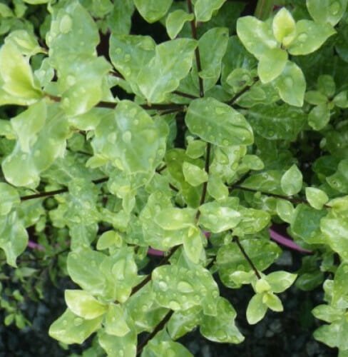 Kohuhu Tasman Ruffles (Pittosporum tenuifolium) - Ladybird Nursery