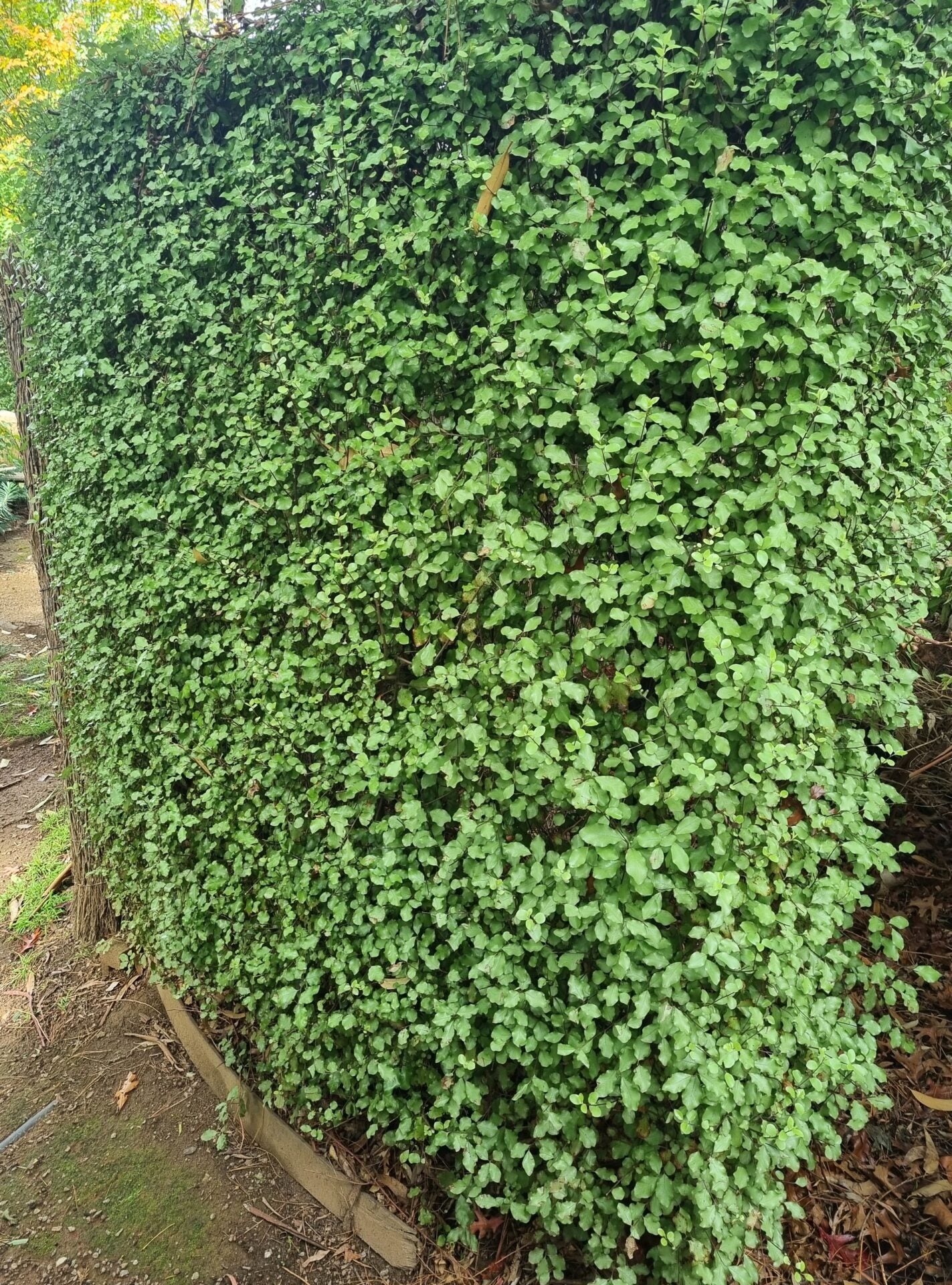 Kohuhu Wonderscreen (Pittosporum tenuifolium)