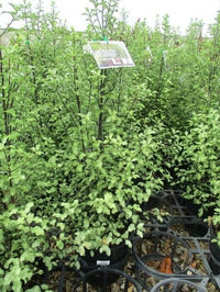 Kohuhu Wonderscreen (Pittosporum tenuifolium) - Ladybird Nursery