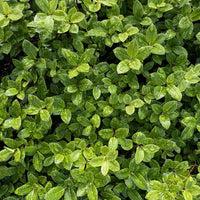 Kohuhu Wonderscreen (Pittosporum tenuifolium) - Ladybird Nursery