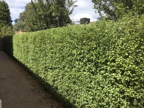 Kohuhu Wonderscreen (Pittosporum tenuifolium)