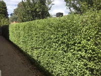 Kohuhu Wonderscreen (Pittosporum tenuifolium)