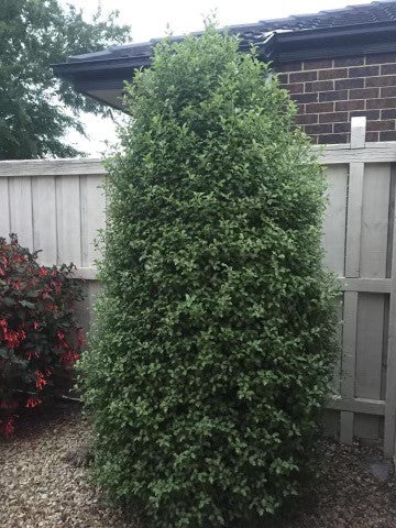 Kohuhu Wonderscreen (Pittosporum tenuifolium)