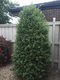 Kohuhu Wonderscreen (Pittosporum tenuifolium)