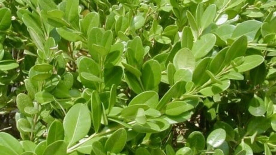 Korean Box Koreana (Buxus microphylla) - Ladybird Nursery