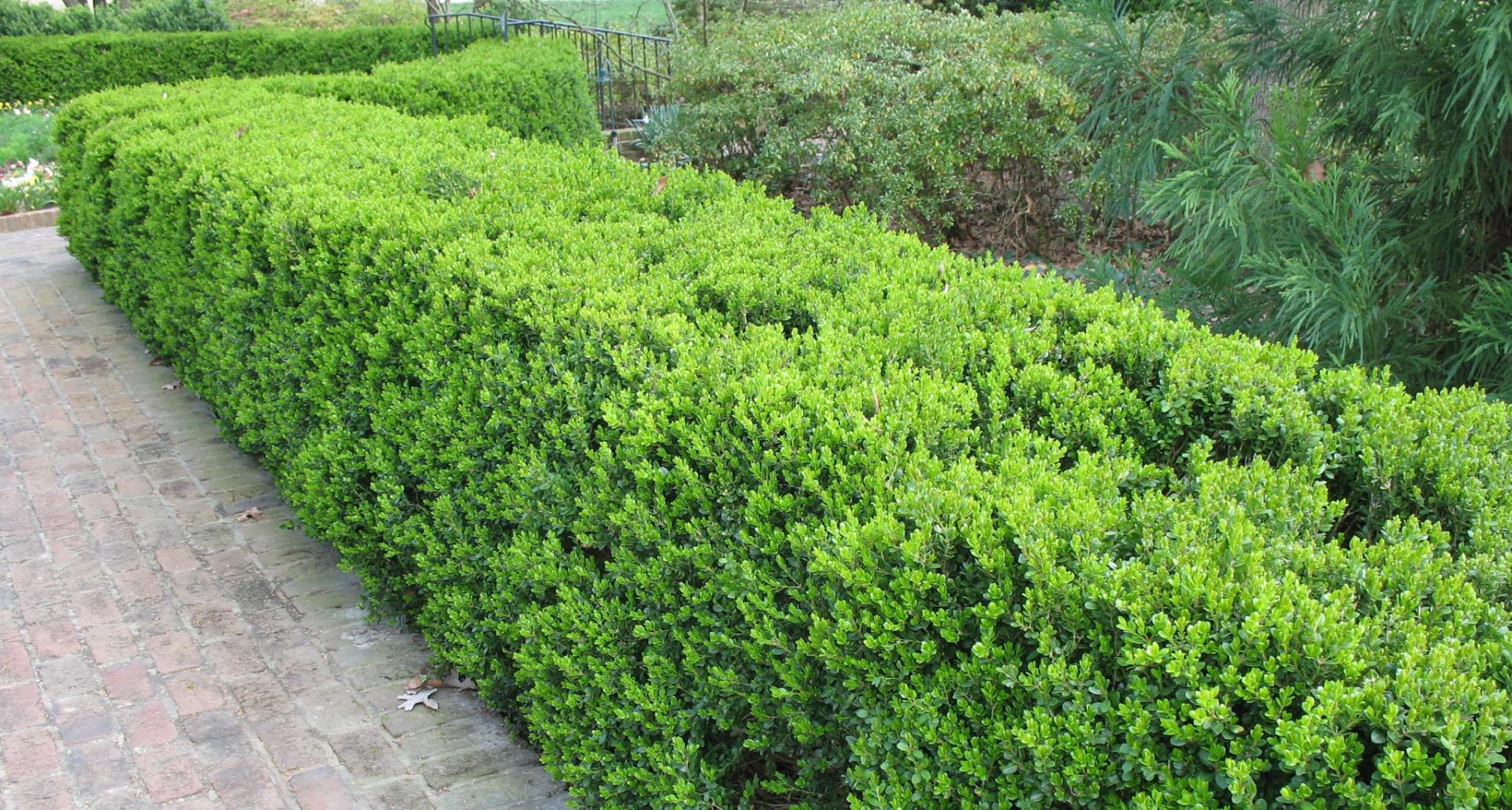 Korean Box Koreana (Buxus microphylla) - Ladybird Nursery